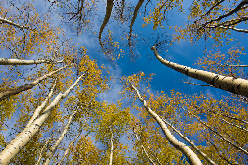 Aspen Grove